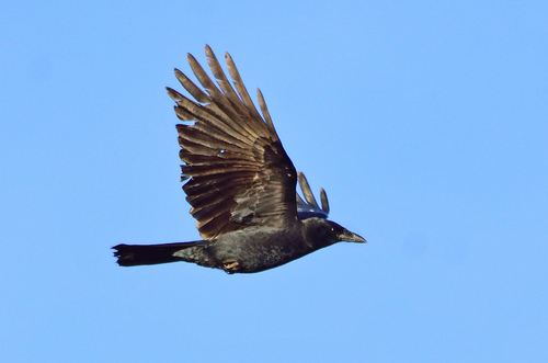 American Crow, photo 10 of 10