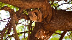 Epomophorus crypturus