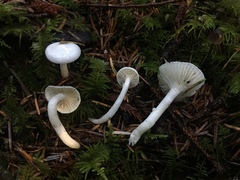 Hygrophorus piceae