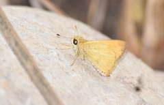 Lepidoptera