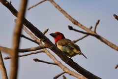 Lybius torquatus torquatus