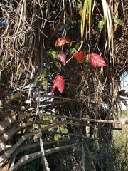 Toxicodendron radicans image