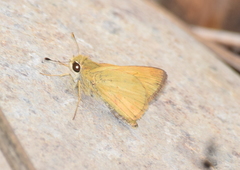Lepidoptera