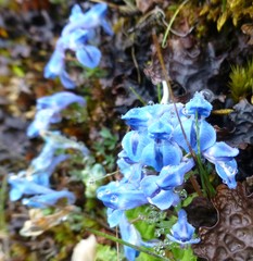 Corydalis jigmei