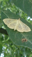 Patania ruralis