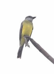 Tyrannus melancholicus