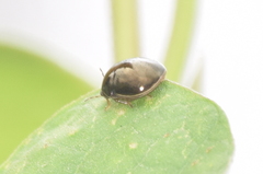 Brachyplatys subaeneus