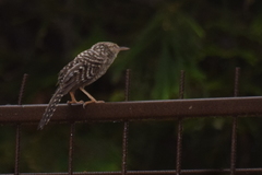 Campylorhynchus fasciatus