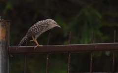 Campylorhynchus fasciatus