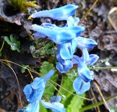 Corydalis jigmei