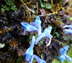 Corydalis jigmei