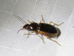 Agonum pallipes