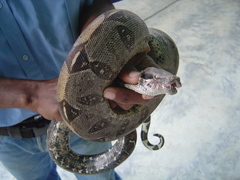Boa constrictor