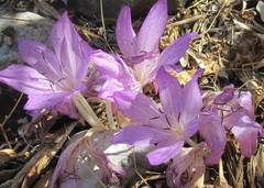 Colchicum macrophyllum