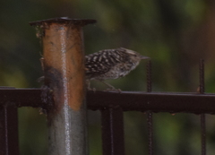 Campylorhynchus fasciatus