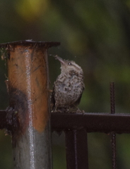 Campylorhynchus fasciatus