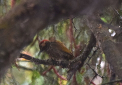 Colaptes rubiginosus