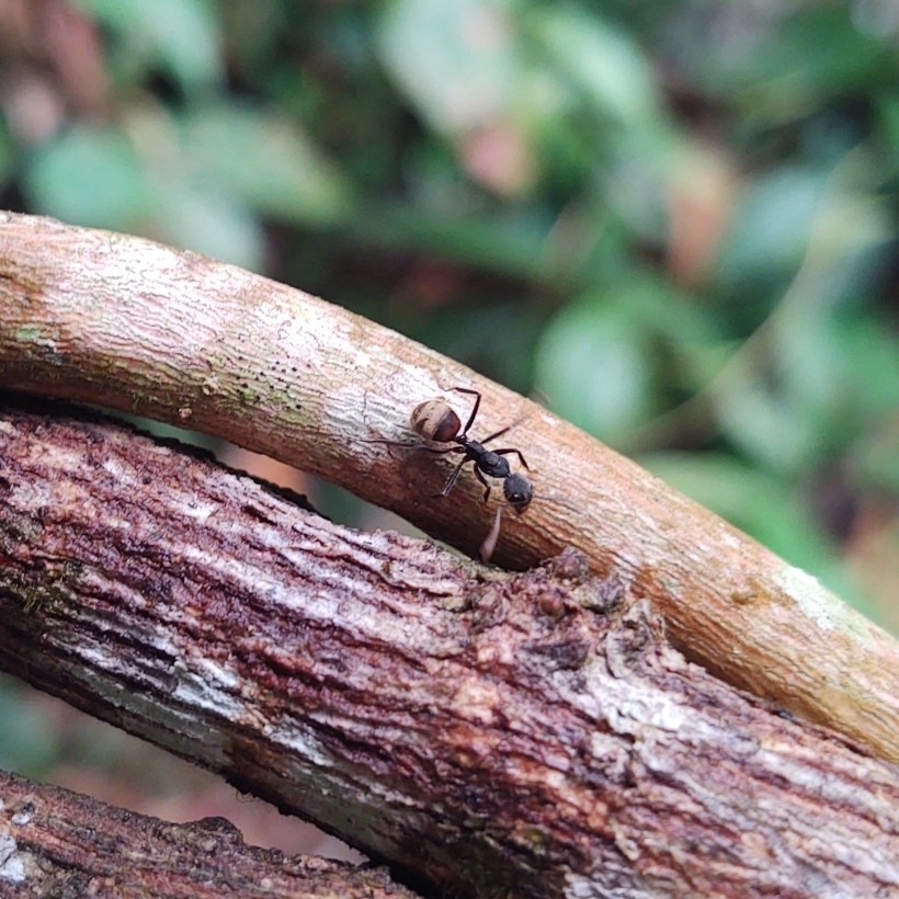 Dolichoderus bidens