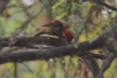 Colaptes rubiginosus