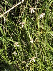 Rhynchospora colorata image