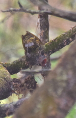 Colaptes rubiginosus