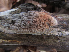 Ceriporia purpurea