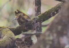 Colaptes rubiginosus