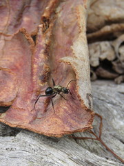 Polyrhachis semiaurata