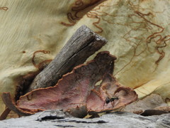 Polyrhachis semiaurata