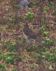 Turdus maculirostris