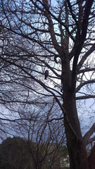 Hemiphaga novaeseelandiae