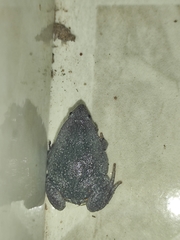 Elachistocleis ovalis