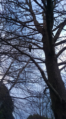 Hemiphaga novaeseelandiae