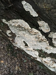 Laxitextum bicolor