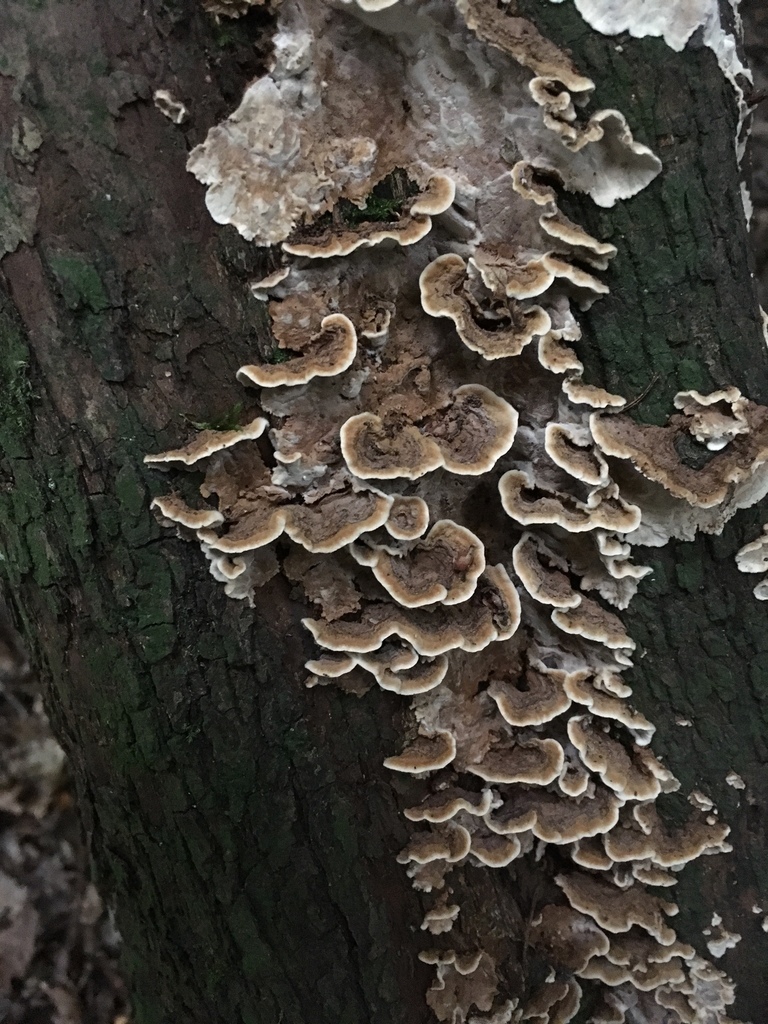 Laxitextum