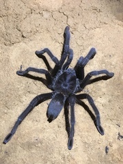 Encyocrates raffrayi