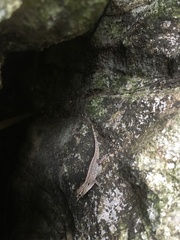 Lygodactylus expectatus