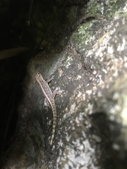 Lygodactylus expectatus