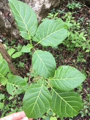 Colea