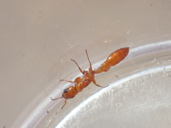 Pseudomyrmex apache