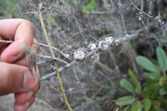 Rhopalomyia floccosa