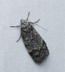 Ericrypsina chorodoxa