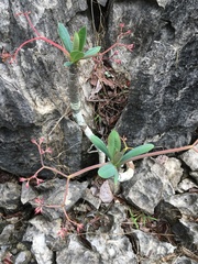 Euphorbia pachypodioides image