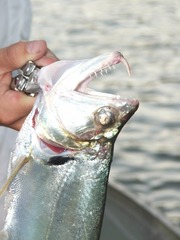 Hydrolycus