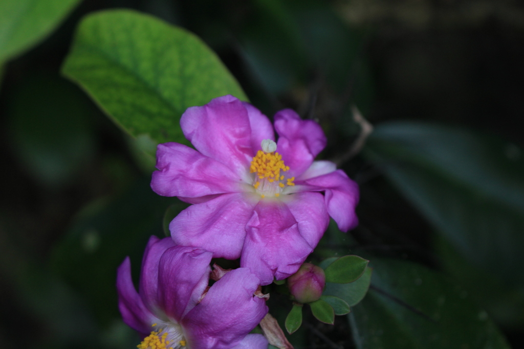 Pereskia grandifolia, Costa Rica