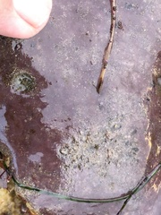 Eudistoma psammion