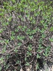 Image of Euphorbia ambarivatoensis