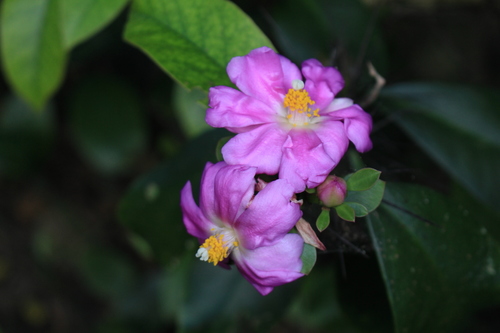 Pereskia grandifolia