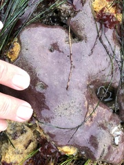Eudistoma psammion