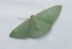 Chlorocoma melocrossa